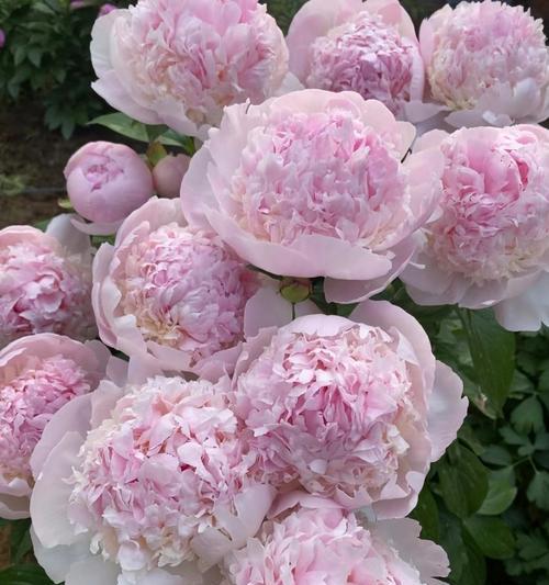 蜂花双色的花语是什么？双色蜂花的寓意有何不同？