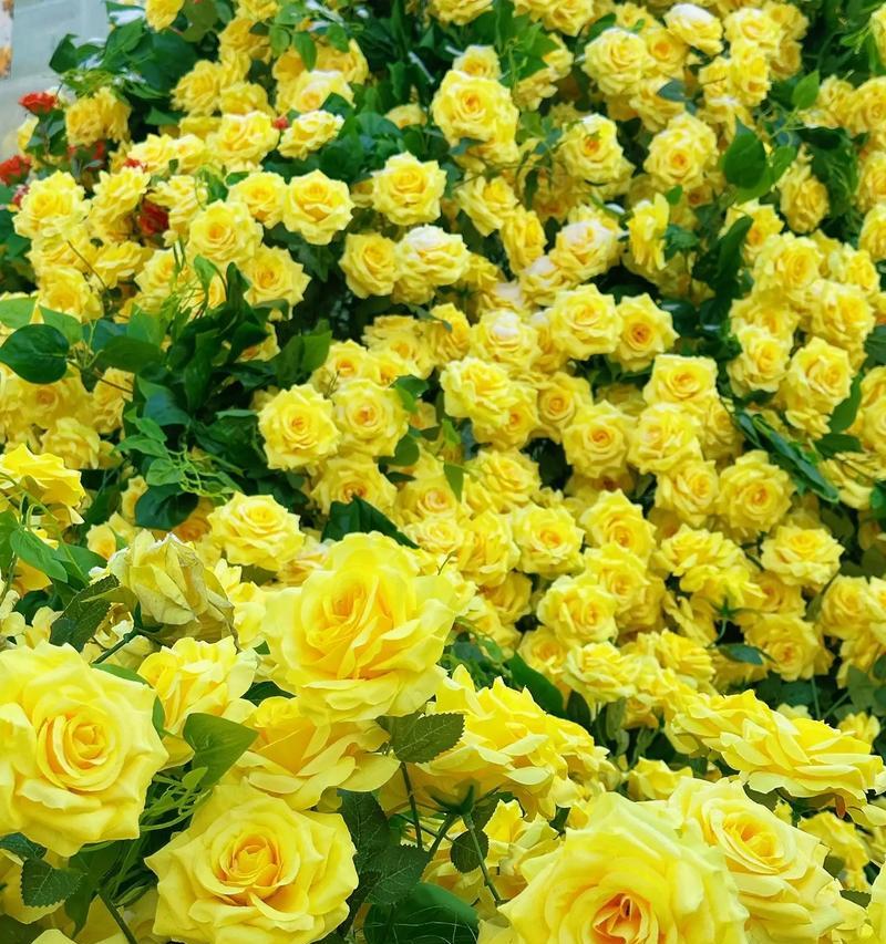 粉黄色玫瑰花的含义是什么？粉黄玫瑰的花语有哪些？
