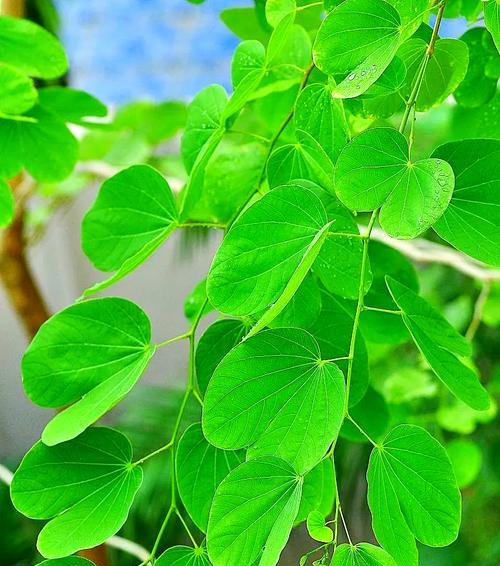 紫荆花有爱情的寓意吗？紫荆花在花语中代表什么？