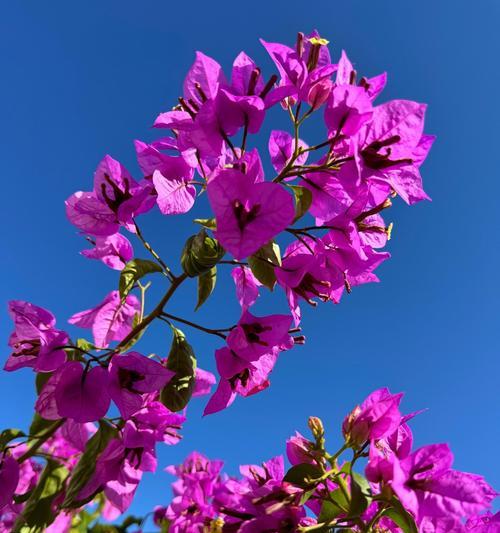 紫荆花有爱情的寓意吗？紫荆花在花语中代表什么？
