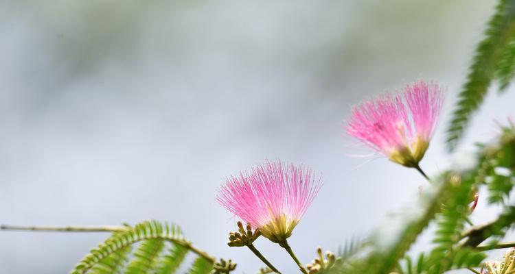 什么花寓意爱情的结束？爱情尽头的花有哪些？