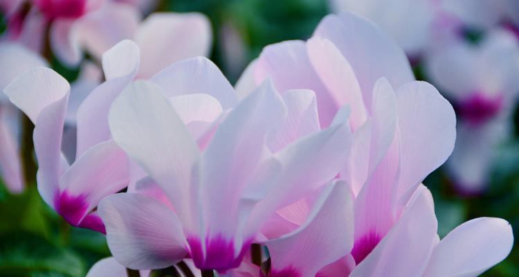 仙客来紫色花有何特别意义？