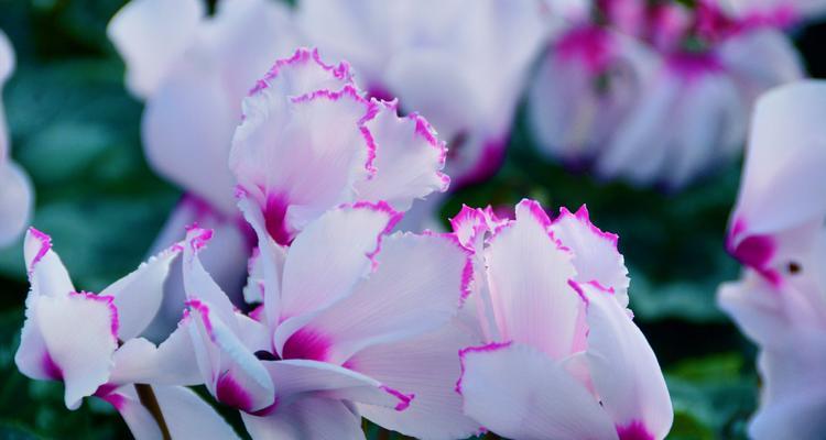 仙客来紫色花有何特别意义？