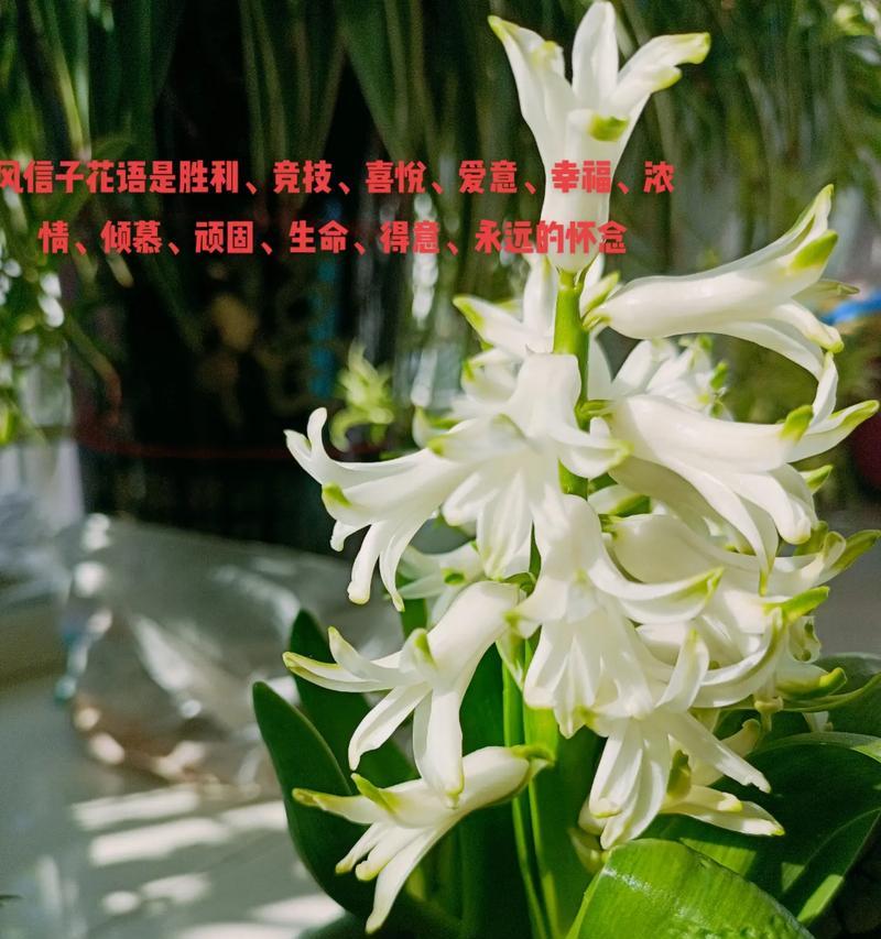 多巴胺色系花语是什么？这些颜色的花有哪些特别含义？