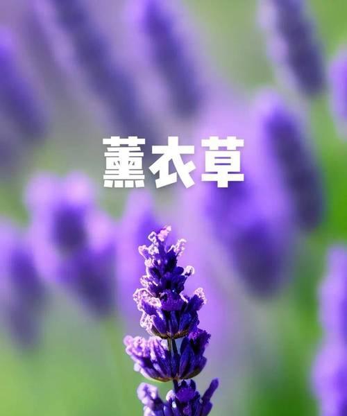 花为何是浪漫的象征？如何用花营造浪漫氛围？
