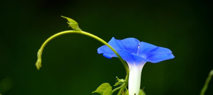 蓝色牵牛花的含义是什么？蓝色牵牛花象征着什么？