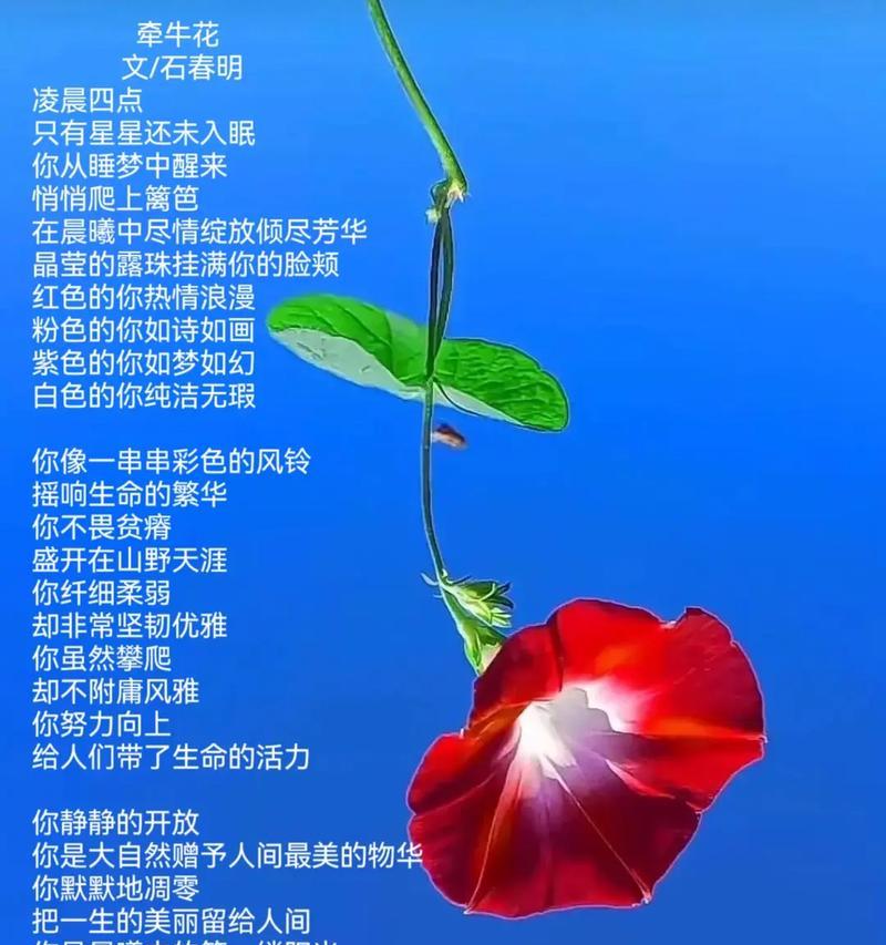 蓝色牵牛花的含义是什么？蓝色牵牛花象征着什么？