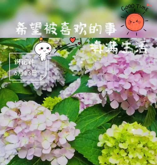 哪种花象征着美好的爱情？