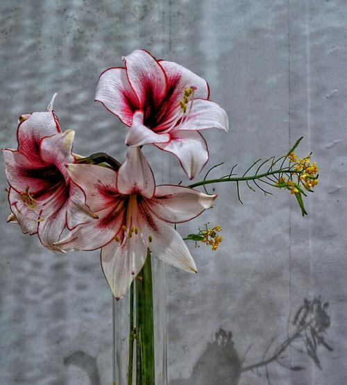 节节高塔竹的花语是什么？竹子的花语有哪些？