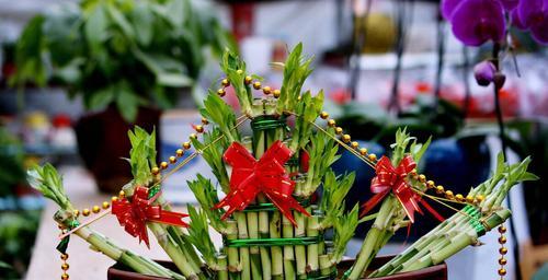 节节高塔竹的花语是什么？竹子的花语有哪些？