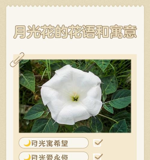 哪些花语寓意健康？如何选择寓意健康的花卉？
