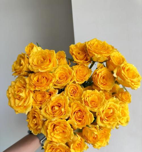 黄色芭比花的寓意和象征是什么？