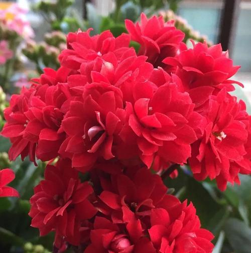 各种色花的寓意是什么？不同颜色的花代表什么？