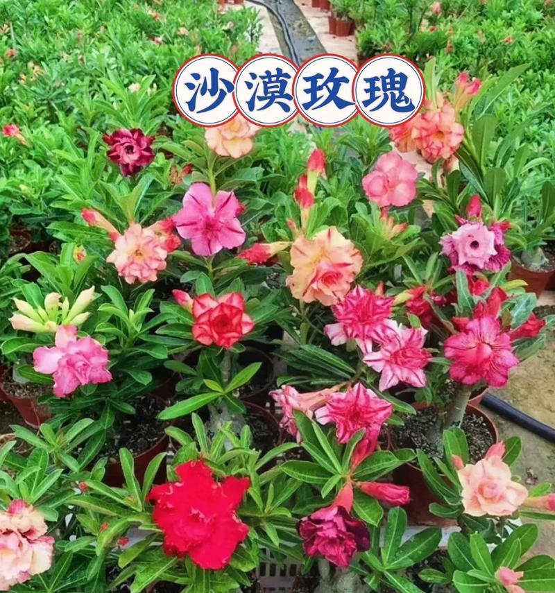 各种色花的寓意是什么？不同颜色的花代表什么？
