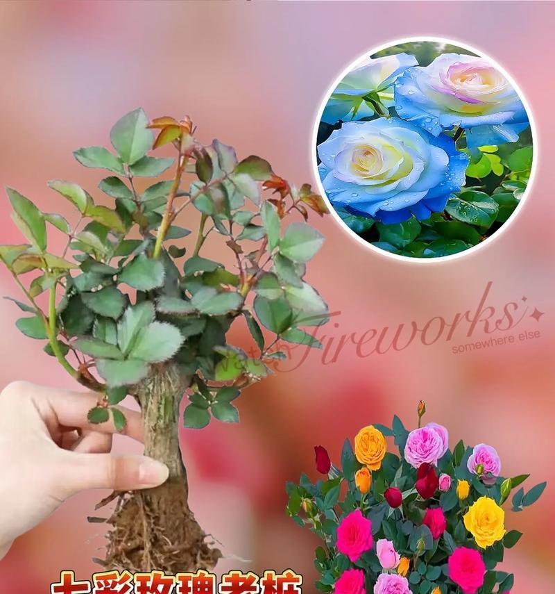 各种色花的寓意是什么？不同颜色的花代表什么？