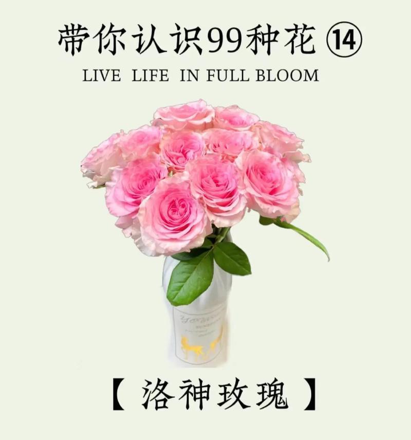 哪些花寓意唯美浪漫？它们的花语是什么？