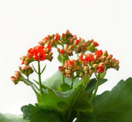 哪些花象征着希望和长寿？它们的寓意是什么？