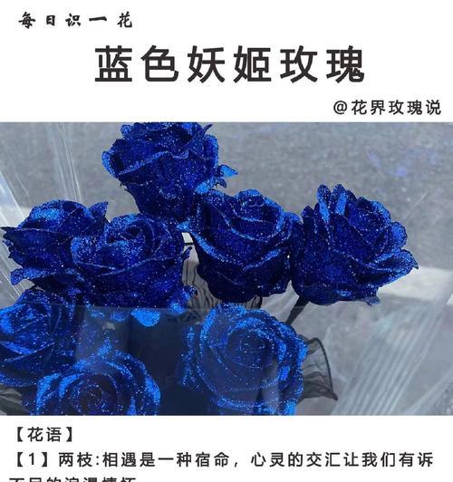 白色与蓝色玫瑰搭配的寓意是什么？