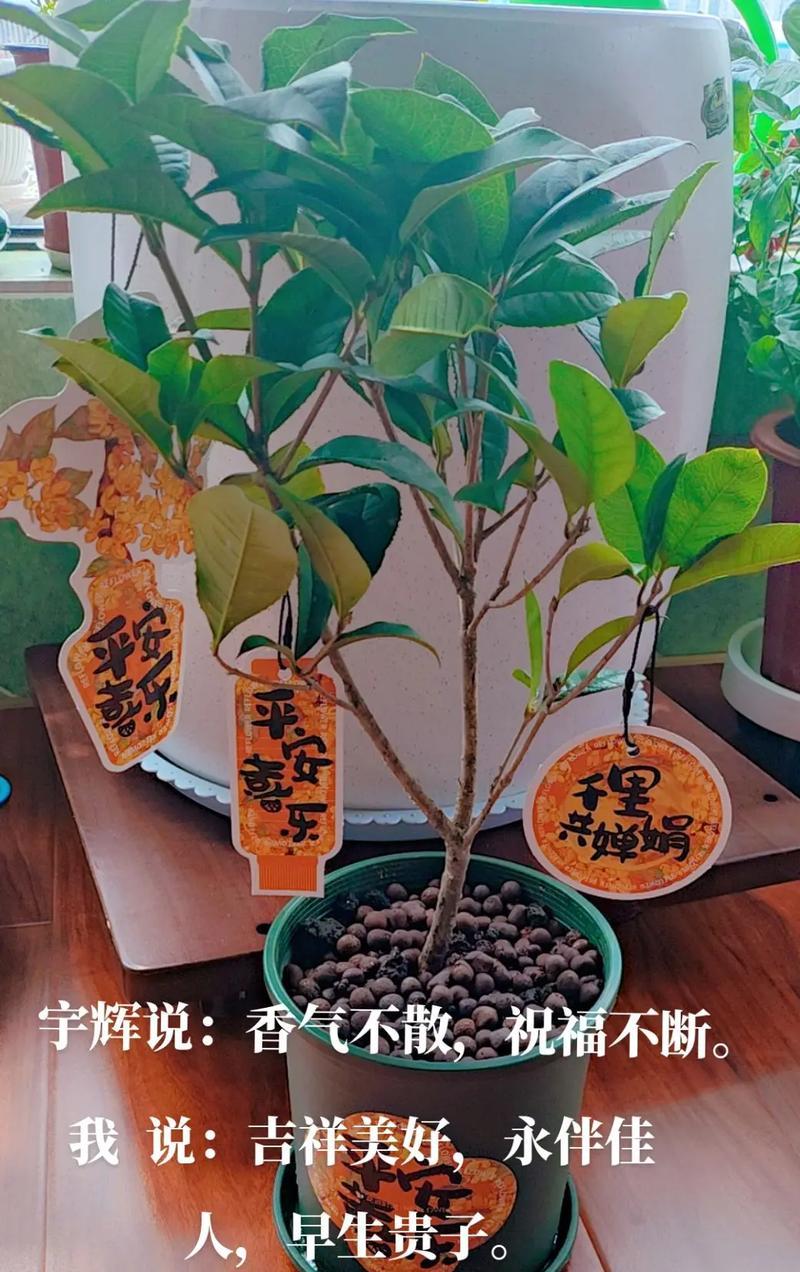 四季花语分别代表什么？不同季节的花有何含义？