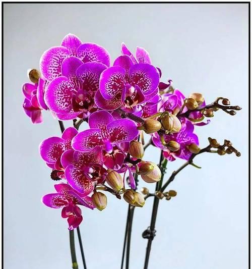 象征心想事成的花是什么？这种花的花语和寓意是什么？