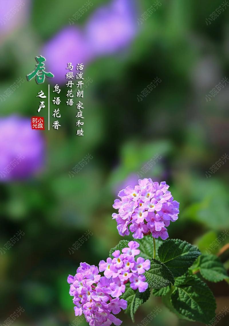 象征心想事成的花是什么？这种花的花语和寓意是什么？