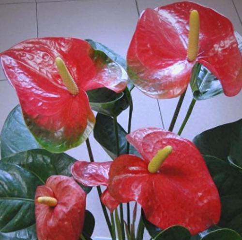 红色的花象征吉祥和好运吗？它们有哪些？