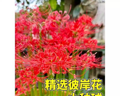 大红色曼陀罗花的寓意是什么？它象征着什么？