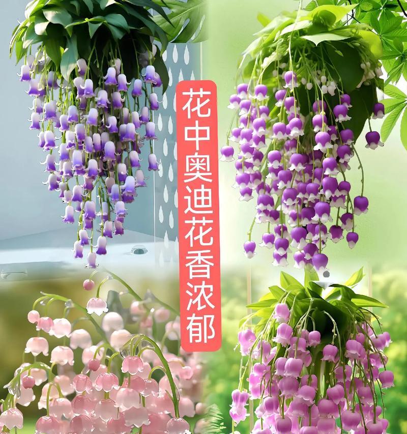 送什么花给朋友寓意健康平安？它的花语是什么？