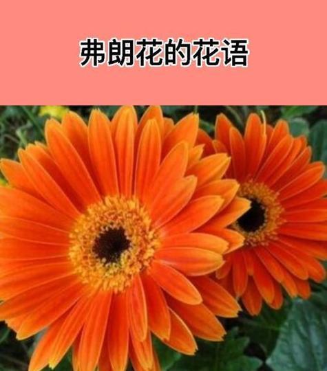 送什么花给朋友寓意健康平安？它的花语是什么？