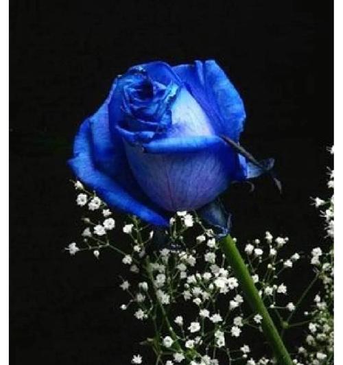 蓝色干花框花语是什么？它在装饰中传达了哪些情感？