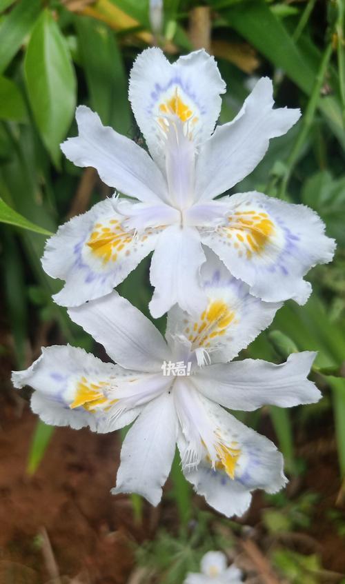哪些花代表了爱情的含义？