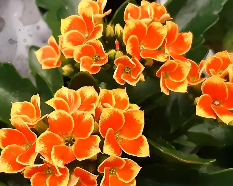 哪些传统花卉寓意着健康？