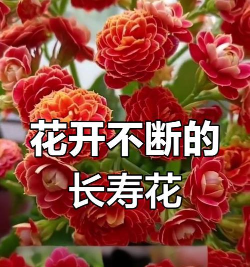 哪些传统花卉寓意着健康？