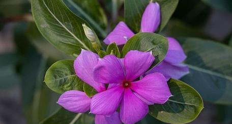 春天紫色的花有何寓意？紫色花在春天的意义是什么？