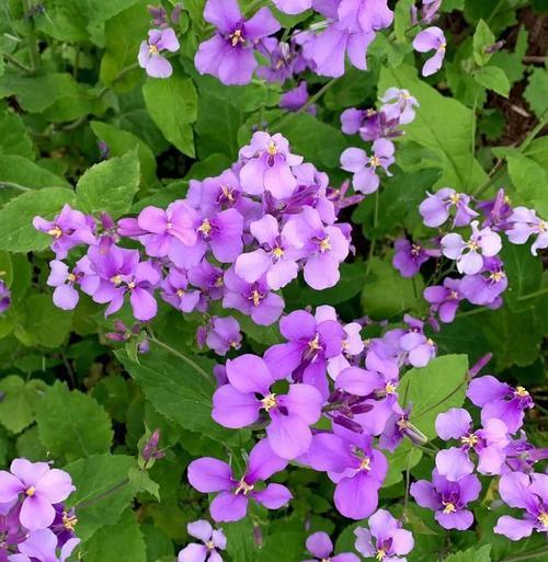 春天紫色的花有何寓意？紫色花在春天的意义是什么？