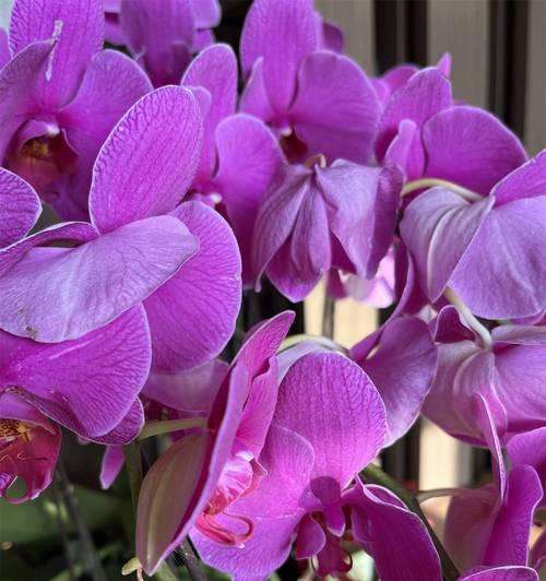 寓意很幸福的花是什么花？哪种花象征着幸福？