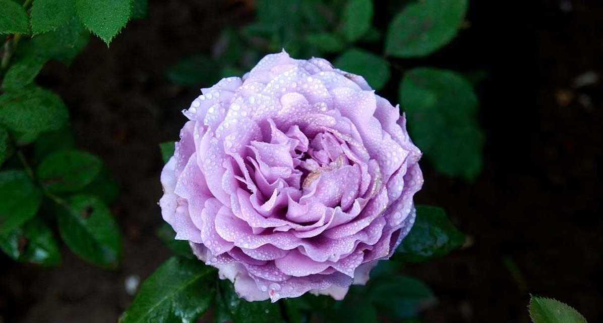 瓶中紫色花通常象征着什么？