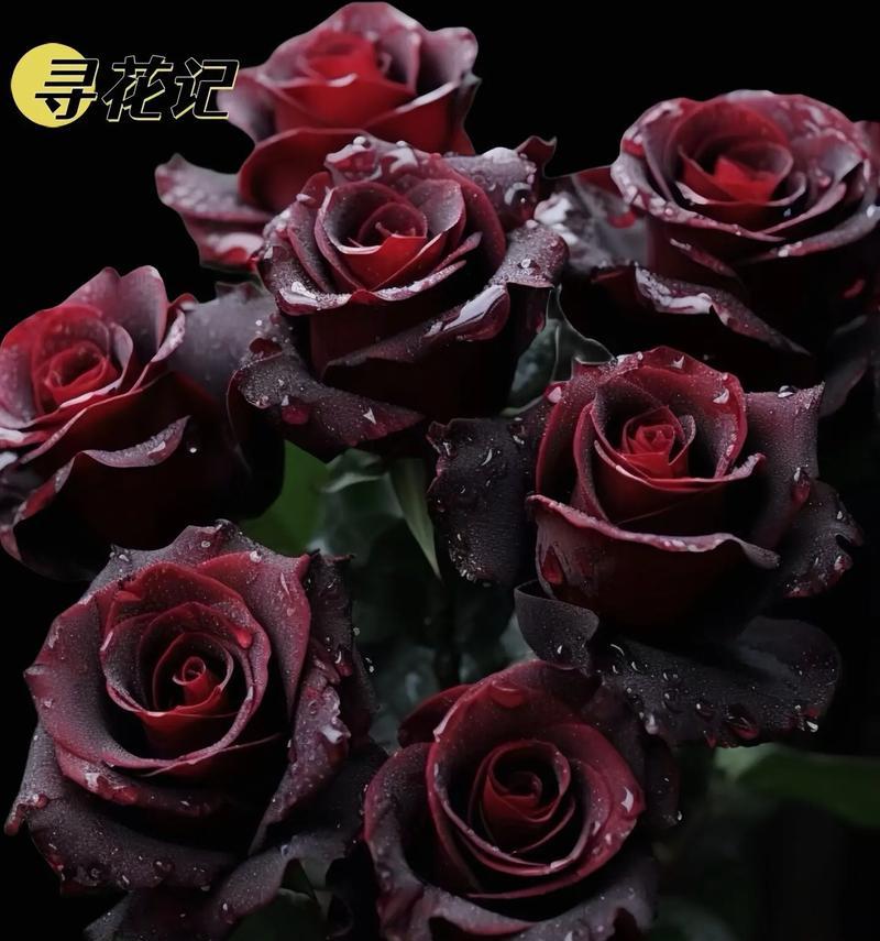 黑色玫瑰的花语是什么？它代表了什么？