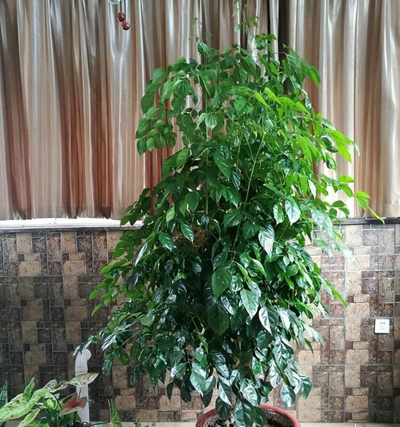 哪些室内花象征吉祥富贵？如何选择？