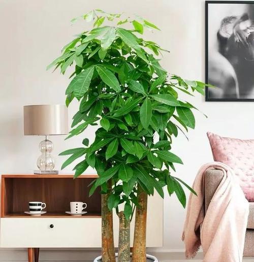 哪些室内花象征吉祥富贵？如何选择？