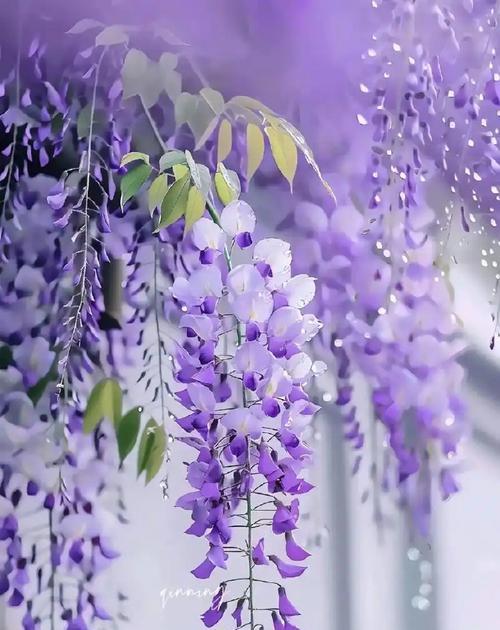簪花紫色花的寓意和象征是什么？