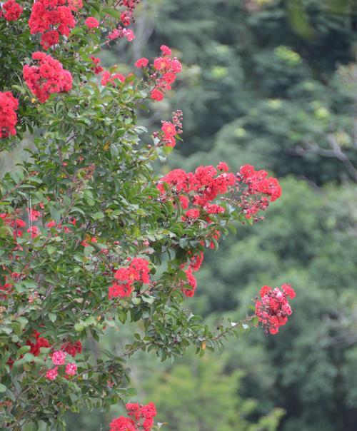 哪些花在婚礼中代表富贵吉祥？它们的寓意是什么？
