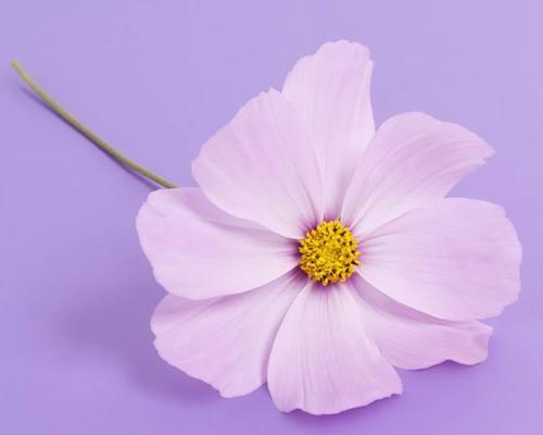 粉色花头像代表什么意义？粉色花头像的寓意是什么？