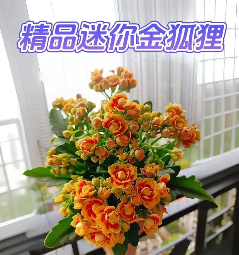 黄金长寿花送给老人有何寓意？长寿花的象征意义是什么？