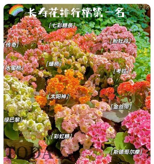 黄金长寿花送给老人有何寓意？长寿花的象征意义是什么？