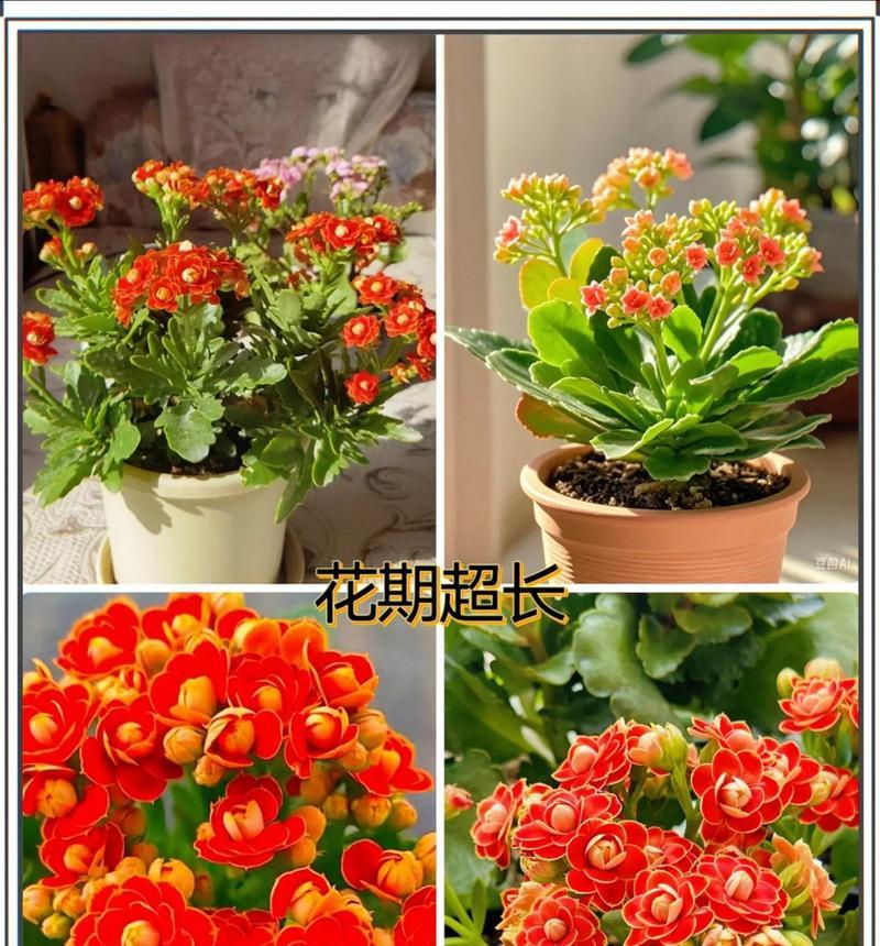 黄金长寿花送给老人有何寓意？长寿花的象征意义是什么？