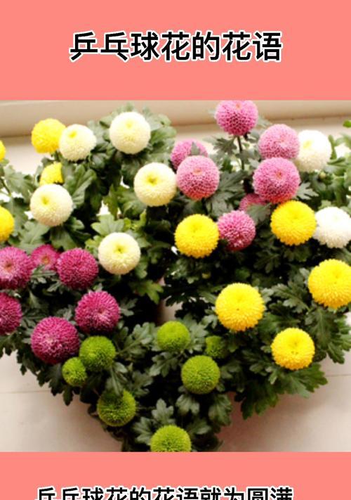 白色乒乓球花的寓意是什么？