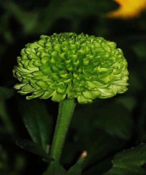白色乒乓球花的寓意是什么？