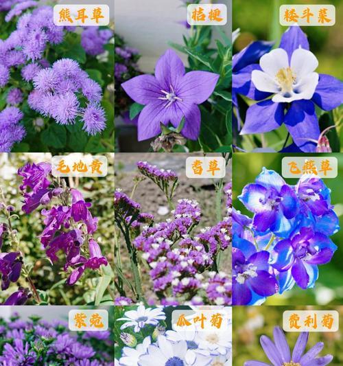 蓝色和紫色花的美好寓意是什么？哪些花颜色为蓝紫色且寓意美好？