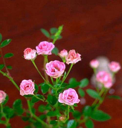绿色花朵的寓意是什么？绿色花象征着什么？